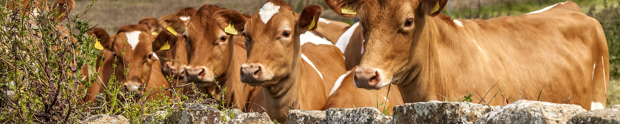 Client testimonials and reviews.