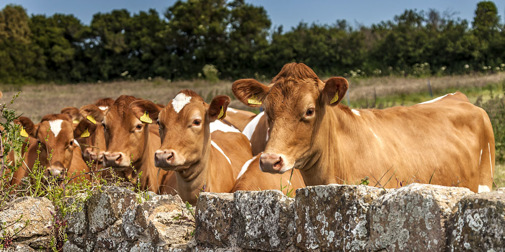 Guernsey hotel testimonials.